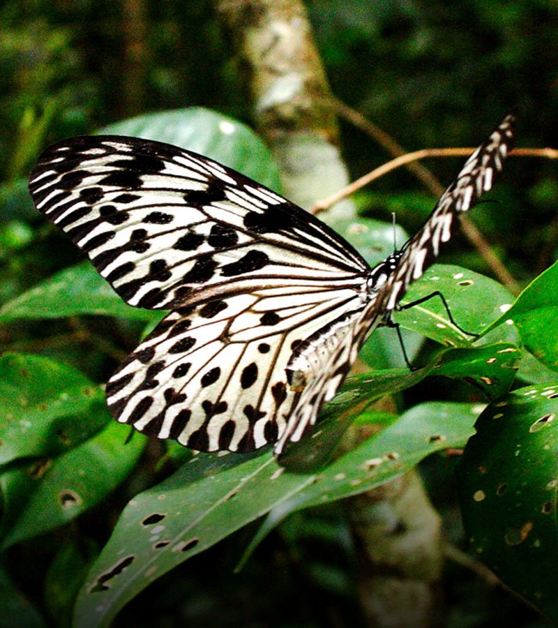 Butterfly Photography